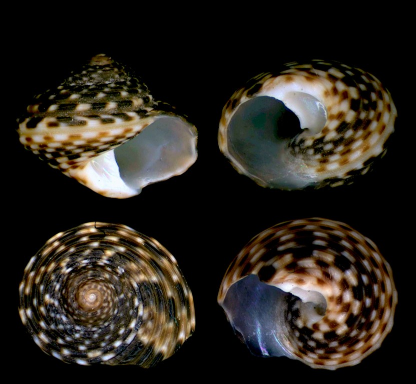 Gibbula da determinare